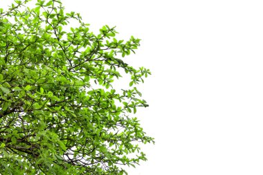 Yeşil Deniz Badem Ağaç Dalı ile Yaprakları, beyaz arka planda izole