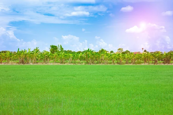 Landschap Van Boerderij Rijst Maïsveld Thailand — Stockfoto