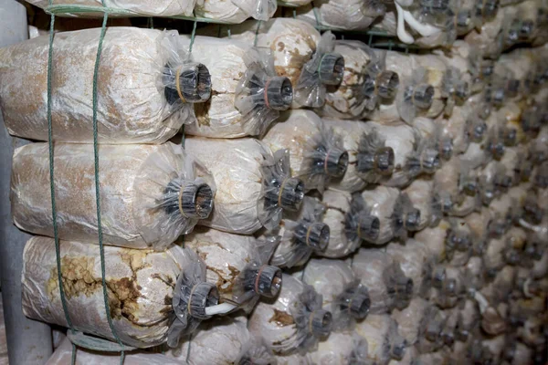 Çiftlikte yakın plan mantarı