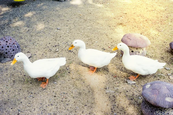 Canard Blanc Sur Promenade — Photo