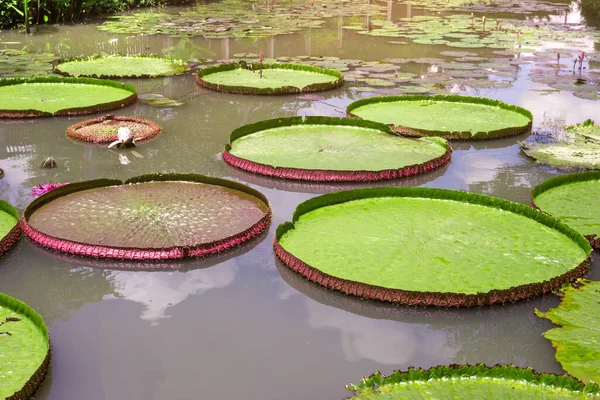 Victoria Waterlily Piscina Padrão Folhas Verdes — Fotografia de Stock