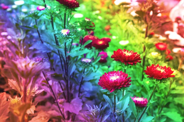 Соломенный Цветок Саду Эффект Фильтра — стоковое фото