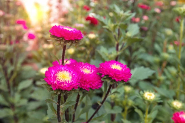 Fleurs Paille Rose Dans Jardin — Photo