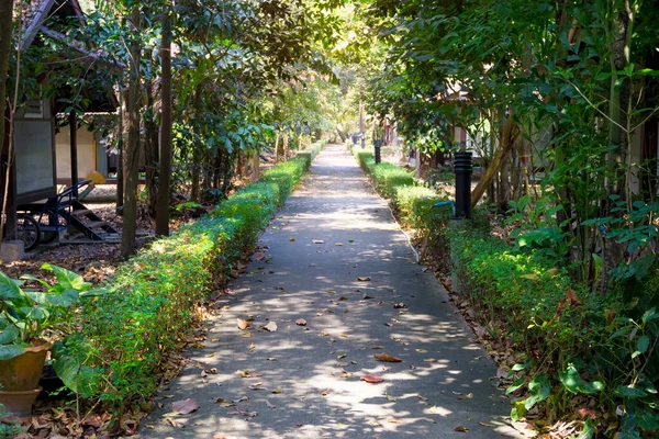 Cement Walkway Forestry Plantations — Stock Photo, Image