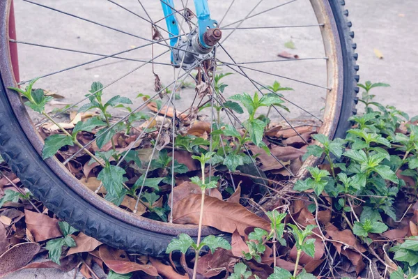 Närbild Gamla Cykel Framhjul — Stockfoto