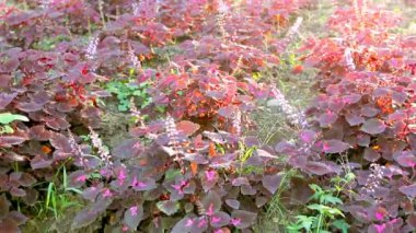 Coleus Ağacı Bahçede, Solenostemon, Plectranthus scutellarioides