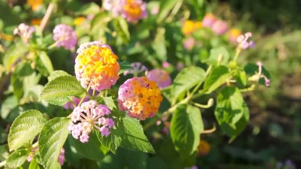 Barevné Květiny Lantana Camara Zahradě — Stock video