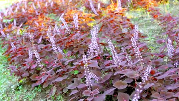Coleus Tree Garden Solenostemon Plectranthus Scutellarioides — 비디오