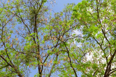 Ormandaki Albizia lebbeck ağacı
