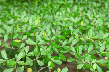 Yeşil yapraklar, sonbahar bitkisi yaprağı arka planı