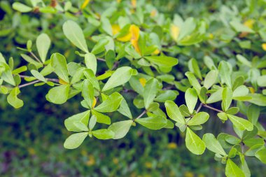 Yeşil yapraklar, sonbahar bitkisi yaprağı arka planı