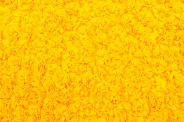 Bahçedeki sarı kadife çiçeği ya da Tagetes ereksiyonu, Amerikan kadife çiçeği, Meksika kadife çiçeği, Afrika kadife çiçeği.