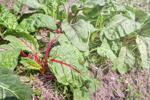 Arco Iris Chard Suizo Jardín — Foto de Stock