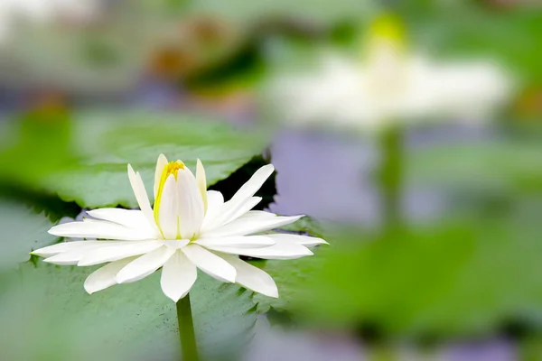 Lotus Branco Amarelo Florescendo Lagoa — Fotografia de Stock