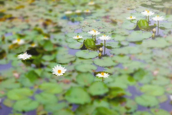 Λευκό Και Κίτρινο Lotus Ανθίζει Στη Λίμνη — Φωτογραφία Αρχείου