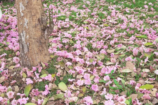 Дерев Яний Трек Tabebuia Rosea Tree Pink Flower — стокове фото