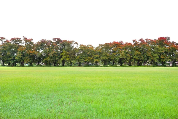 Prado Peltophorum Pterocarpum Árvore Com Quebra Vento — Fotografia de Stock