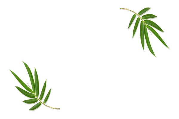 Grüne Bambusblätter Isoliert Auf Weißem Hintergrund — Stockfoto