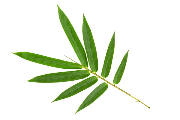 Grüner Bambusblättermuster Isoliert Auf Weißem Hintergrund Vorderseite — Stockfoto