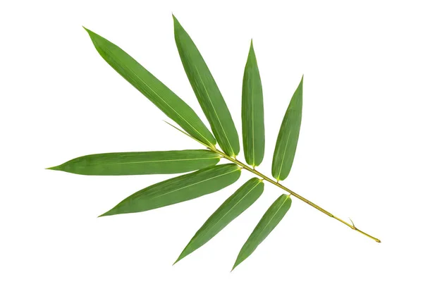 Grüner Bambusblättermuster Isoliert Auf Weißem Hintergrund Rückseite — Stockfoto