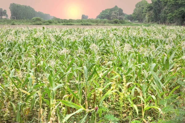 Azienda Agricola Mais Con Tramonto — Foto Stock