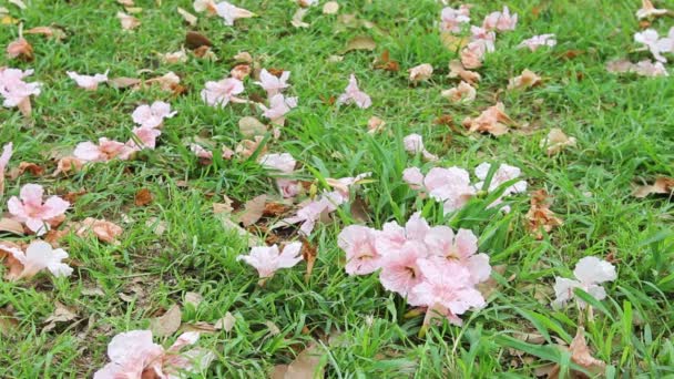 地面にピンクのトランペットの花 — ストック動画