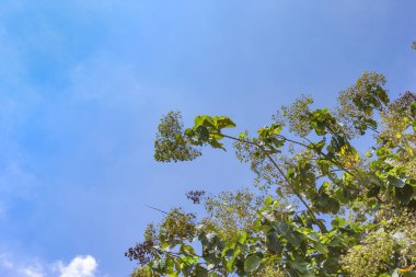 Tik ağacı yaprakları veya Tectona grandis ağacı 