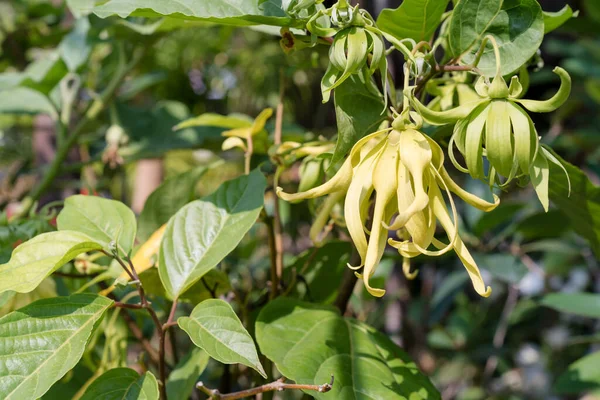 Ylang-ylang çiçekleri veya Cananga kokuları 