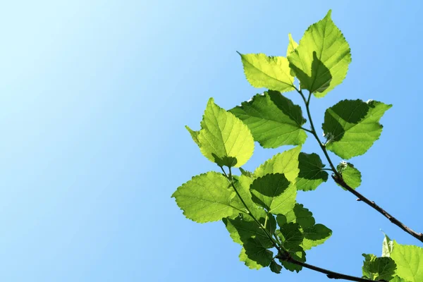 Zöld Levelek Minta Őszi Növény Levél Háttér Mulberry Kék — Stock Fotó