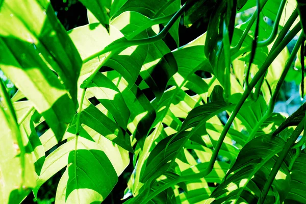 Padrão Folhas Verdes Árvore Monstera Luz Solar — Fotografia de Stock