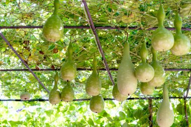 Şişe kabağı ağacı veya lagenaria siceraria