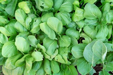 Yeşil yapraklar, hardal yeşili, soyut arkaplan