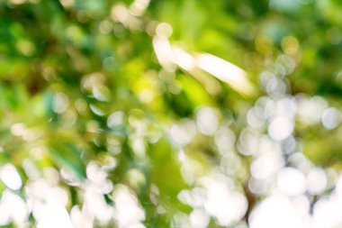 Doğal Bokeh arkaplanı bulanık