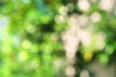 Doğal Bokeh arkaplanı bulanık