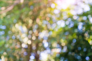 Doğal Bokeh arkaplanı bulanık