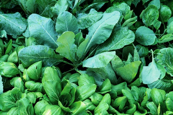 Grünes Blättermuster Grünkohl Und Senfgrün Abstrakter Hintergrund — Stockfoto
