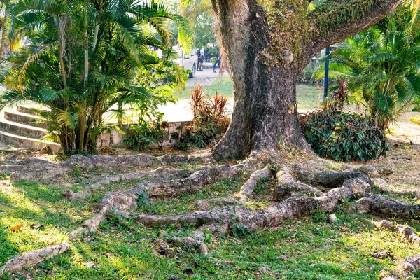 Tree Trunk Big Root Sunlight Morning — Stock Photo, Image