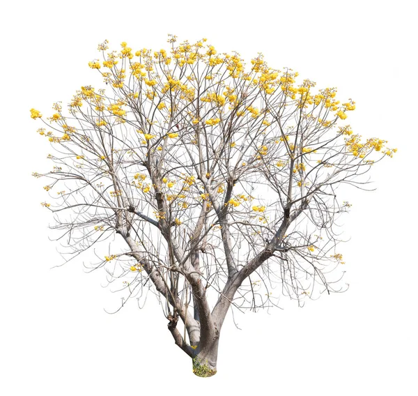 Cochlospermum Regium Flower Isolated White Background Yellow Silk Cotton Tree — Stock Photo, Image