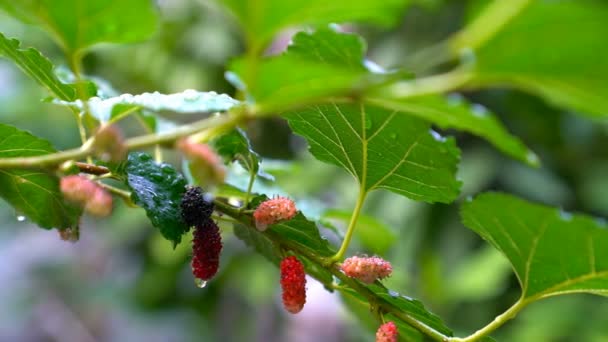 Fruta Morera Primer Plano Con Gotas Agua Tiro Derecha Izquierda — Vídeos de Stock