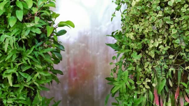 Декоративные Растения Занавесом Воды — стоковое видео