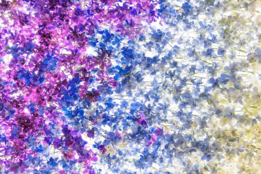 Renkli orkideler desenli arka planlar