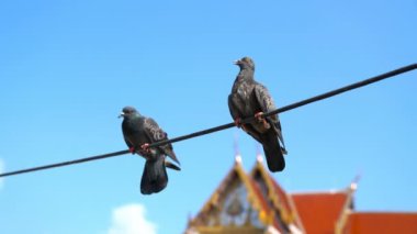Güvercin kabloda dengelendi.
