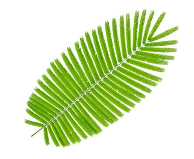 Yeşil yapraklar, yaprak tırmanan Gıdak ağacı beyaz arkaplanda izole