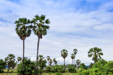 Mavi gökyüzü arkaplanlı şeker palmiyesi