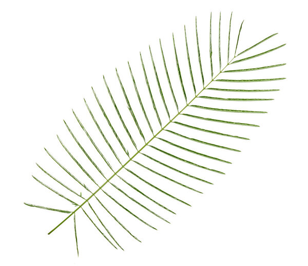 Зеленые листья рисунок, листья Листья Подъем Улитка дерево изолированы на белом фоне