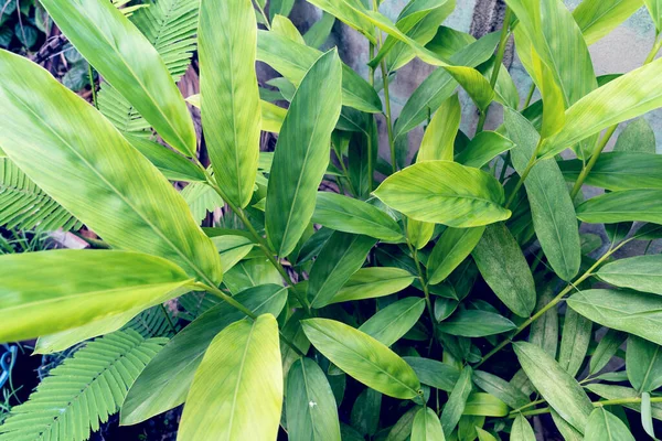 Візерунок Зеленого Листя Галангану — стокове фото