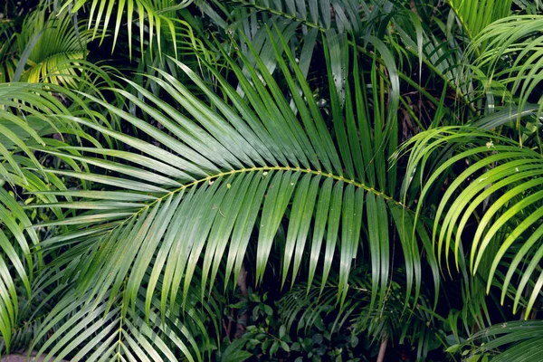 Padrão Folhas Verdes Palmeira — Fotografia de Stock