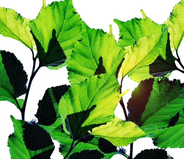 Zöld Levelek Minta Őszi Növény Levél Elszigetelt Fehér Háttér Mulberry — Stock Fotó