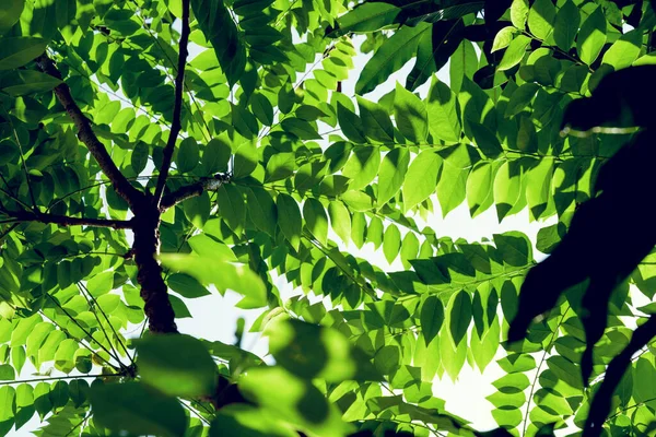 Groene Bladeren Patroon Ster Kruisbes Boom Tuin Phyllanthus Acidus — Stockfoto