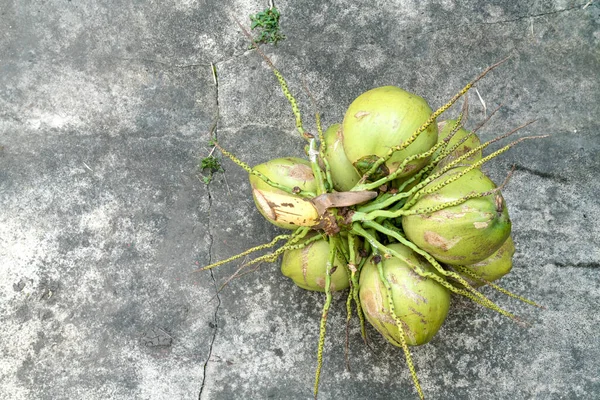 Coconut Cluster Cement Floor Thailand — Stock Photo, Image